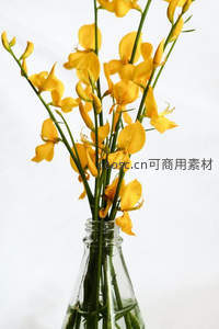 明亮黄花在透明瓶中绽放