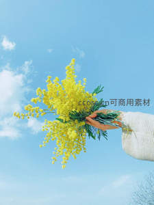 手持金合欢花束映衬蔚蓝晴空