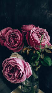 深紫玫瑰在暗调背景中绽放优雅