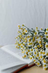 雏菊簇拥在翻开书页上的文艺静物