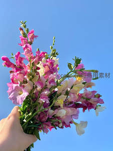 手捧粉紫金鱼草花束迎向蔚蓝天空