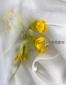 黄花点缀白色织物