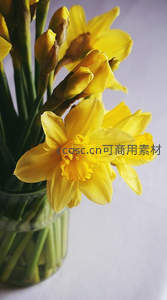 明亮黄水仙花束静置于玻璃瓶