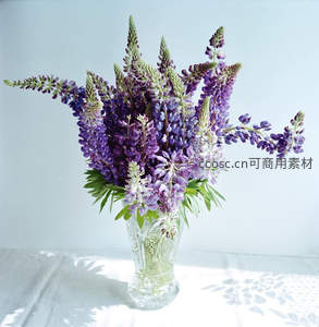 紫色羽扇豆插于雕花玻璃花瓶