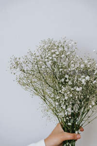 手捧满天星的温柔瞬间