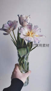 手捧玻璃瓶中淡紫边缘卷曲郁金香静谧优雅