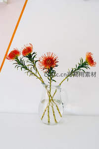 橙红针垫花插于透明水壶，简约背景衬托自然之美