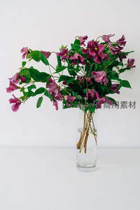 紫红色铁线莲满瓶绽放，绿叶相伴，优雅浪漫