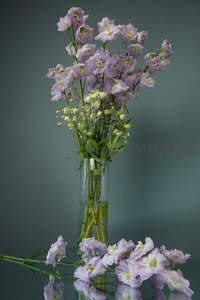 淡紫飞燕草插于高瓶，镜面倒影显静谧美