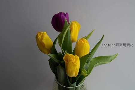 紫黄郁金香静谧绽放，简约之美