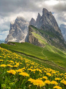 高山草甸蒲公英花海与险峻山峰相映