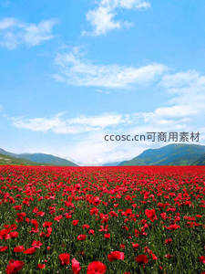 漫山遍野红色罂粟花与蓝天白云共舞