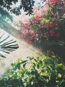 温室中繁花似锦的三角梅