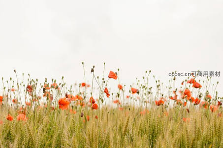 麦田间摇曳的红色罂粟花