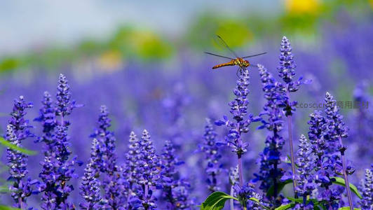 蜻蜓停驻紫色薰衣草花穗之上
