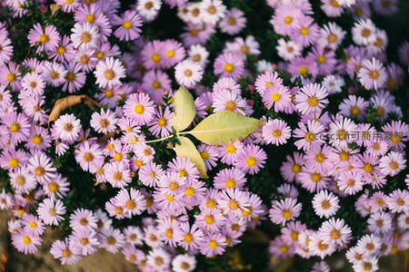 淡紫雏菊丛中一片绿叶点缀其间