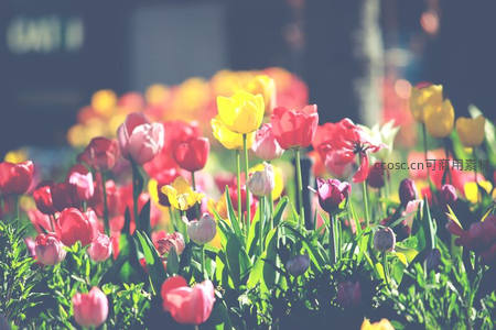 春日郁金香花海绽放绚丽色彩