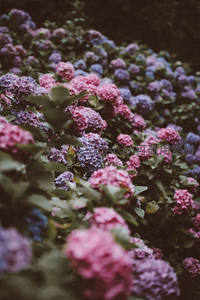 绣球花团锦簇粉紫相映成趣