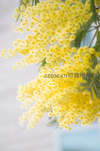 金黄含羞草花簇在微风中轻舞摇曳