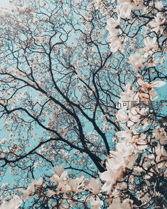 玉兰花开映蓝天，枝头绽放春意浓