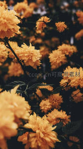 金黄花朵簇拥枝头，暖意盎然春满园