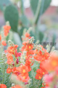 橙色小花迎风摇曳，仙人掌旁显娇艳