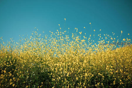 金黄油菜花田与湛蓝天空构成的田园画卷