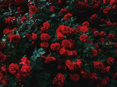 深红玫瑰丛在暗影中绽放的浪漫花墙