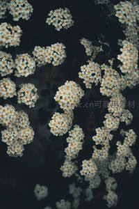 暗夜中绽放的白色花簇