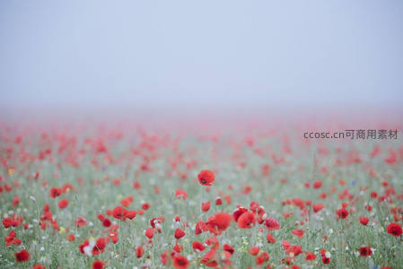 薄雾笼罩罂粟田，红花点点如梦似幻