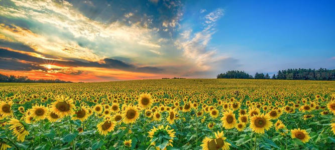 向日葵海迎朝霞，金色花盘耀蓝天