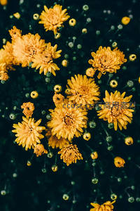 金黄菊花俯拍视角