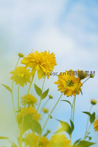 阳光下的黄色野花仰拍