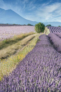 紫色薰衣草田蜿蜒如画，远山为幕天作布
