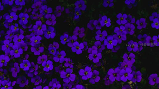 深紫小花密布如毯，暗影中绽放幽静之美