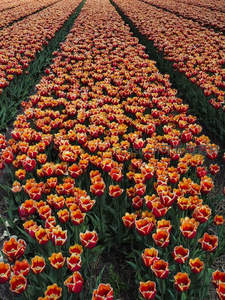 整齐排列的郁金香花田，红橙色波浪延伸至天际