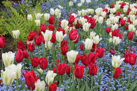 花园中红白郁金香与蓝花交织，构成缤纷的春日交响曲
