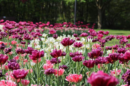 紫粉郁金香花海在公园中盛放，梦幻般的春日浪漫场景