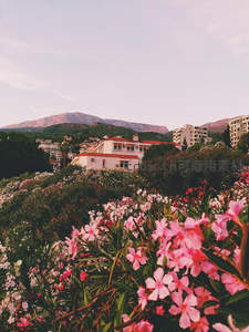 山城花影，粉红夹竹桃映衬着远山与屋舍