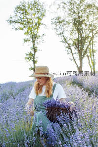 薰衣草田里的采花女，田园牧歌般的宁静时光