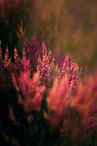暮色里粉紫花穗朦胧柔美