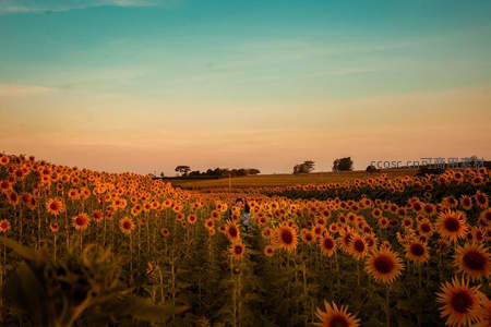 向日葵田中情侣相拥，晚霞染天际