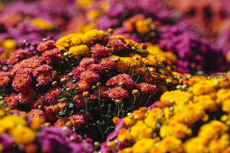五彩菊花绽放，秋日花海绚丽夺目