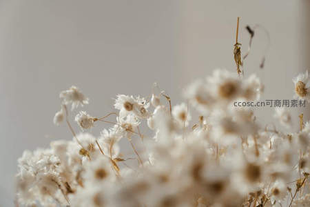 干枯雏菊静谧之美，温柔色调诉说时光