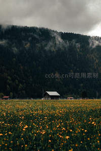 山雾缭绕花田小屋静谧如画