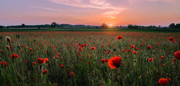 夕阳下的罂粟花海，染红天际的自然画卷