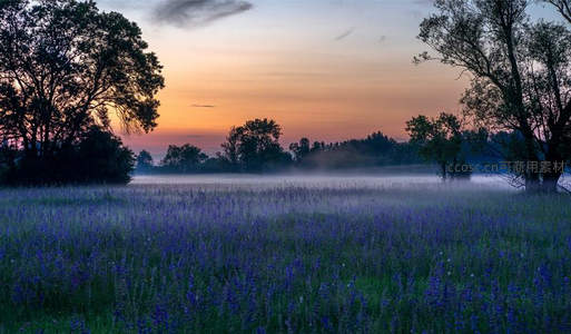 晨雾弥漫的蓝紫色花田与剪影树林的静谧黎明