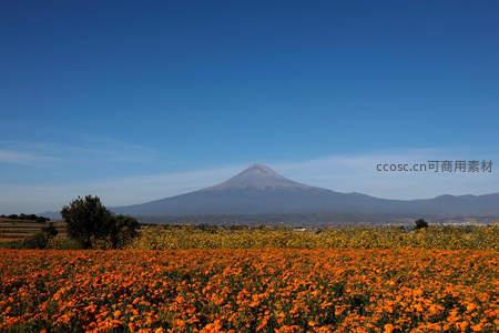 橙色花海映衬雄伟火山，蓝天之下壮丽无边