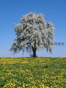 孤树繁花立于黄花草地，春日蓝天下的诗意剪影