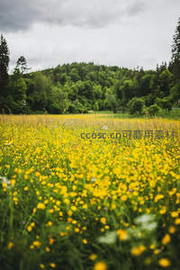 金黄野花漫野绽放，远山青翠云影低垂